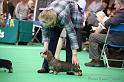 Crufts2011_2 985